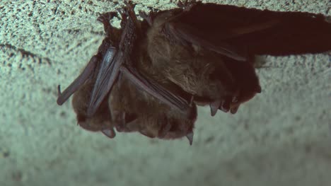 Group-of-Bats