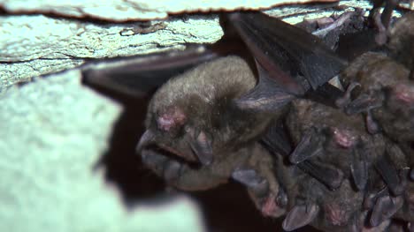 Bat-Waking-Up