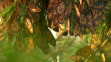 Clustered-Monarchs-With-Tags