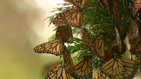 Monarch-Butterflies-On--A-Tree