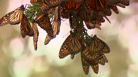 Butterflies-Dangling