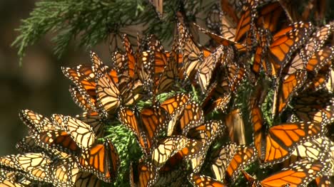 Butterflies-In-Cypress-Tree