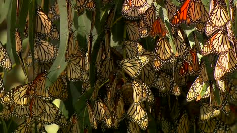 Monarch-Butterflies-In-Eucalyptus-Tree-01