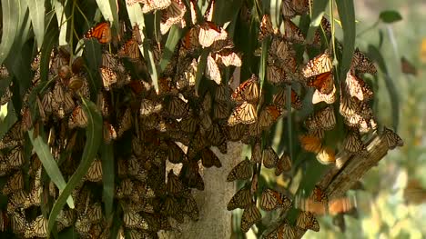 Monarch-Butterflies-In-Eucalyptus-Tree-02