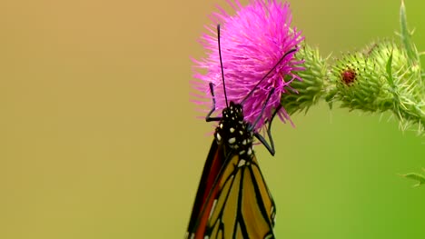 Schmetterling-Sammelt-Nektar
