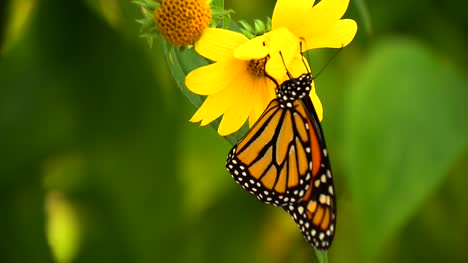 Monarchfalter-Auf-Blume
