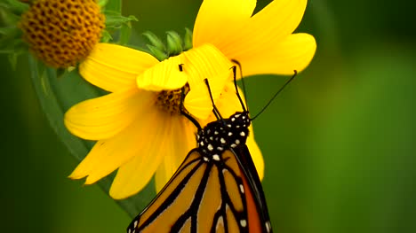 Monarch-Butterfly-On-Flower-02