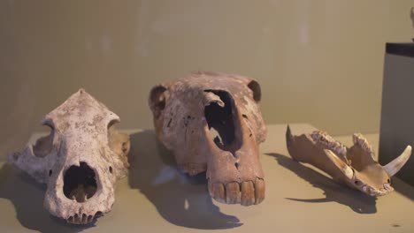 Animal-Bones-On-Display