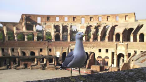 Seagull-Stood-On-Colosseum-Wall