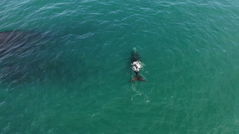 Aerial-View-Of-A-Whale