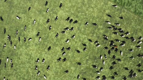 Aerial-View-Of-Cows-In-A-Field