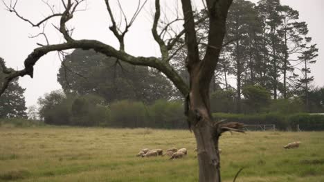 Sheep-Grazing-In-Field