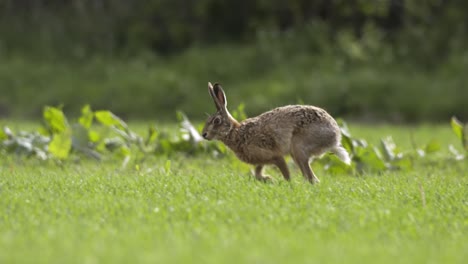 Hare-Running-in-Slow-Motion