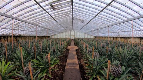 Walking-Through-Pineapple-Plantation