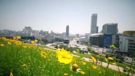 Gelbe-Blumen-Vor-Seoul-Kulisse