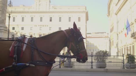Carruaje-tirando-de-caballos-en-Roma