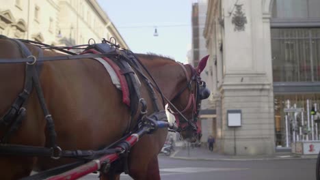 Carruaje-tirado-por-caballos-en-Roma