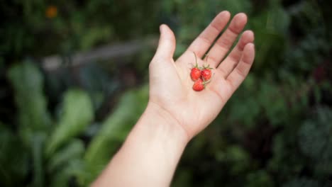 Hand-öffnen,-Um-Erdbeeren-Zu-Enthüllen