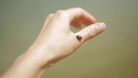 Beetle-Climbing-on-Hand