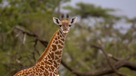 Giraffe,-Die-In-Die-Kamera-Schaut