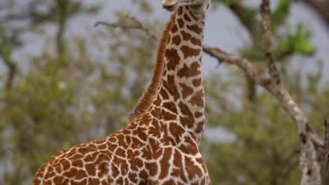Giraffe-Mit-Langer-Neigungsaufnahme