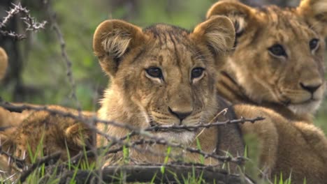 Lions-Cubs-Close-Up