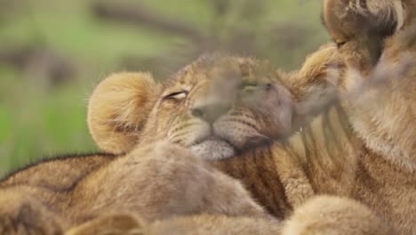 Lion-Cub-Sleeping