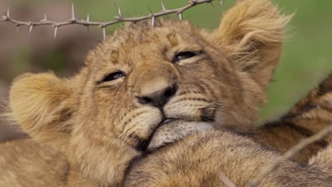 Close-Up-of-Sleepy-Lion-Cub
