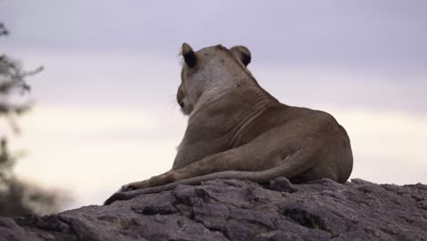 Lioness-Resting-on-Rock-01