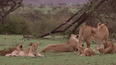 Löwenrudel-Zusammen-Gruppiert