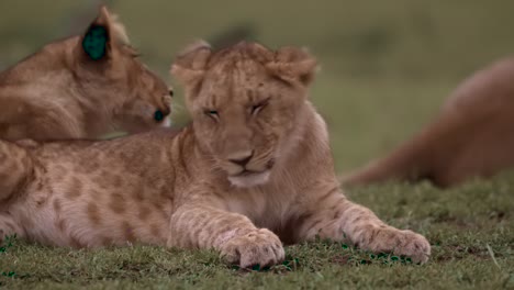 Lion-Cub-Lying-Down-