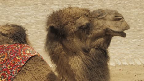 Camel-Head-CU