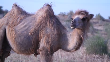 Young-Bactrian-Camel