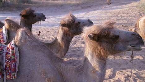 Camellos-en-una-fila