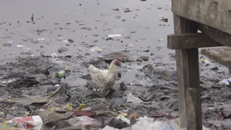 Huhn-Auf-Müll-Nigeria
