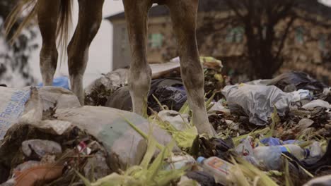 Pferd-Auf-Müllhaufen-Nigeria-03