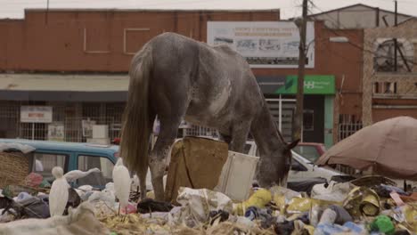 Pferd-Auf-Müllhaufen-Nigeria-09