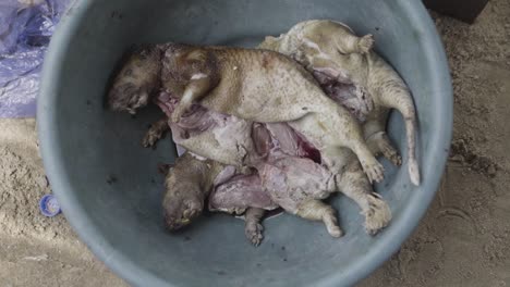 Carne-de-animales-silvestres-antes-de-cortar-Nigeria-01
