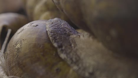 Giant-Snails-Nigeria-02
