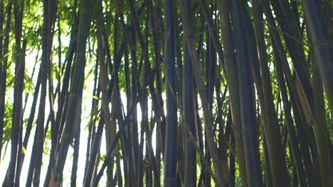 Tracking-Durch-Bambuspflanzen