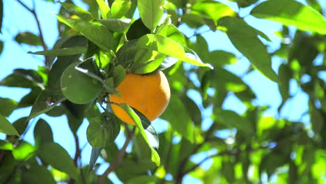 Orange-Im-Orangenbaum