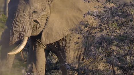 Elefante-pastando-en-matorrales-africanos