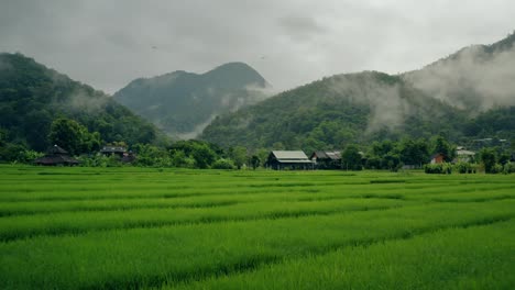 Reisfelder-In-Thailand-01