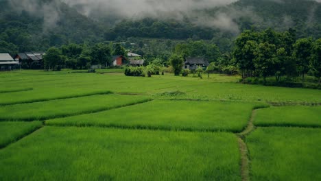 Thailändische-Reisfelder