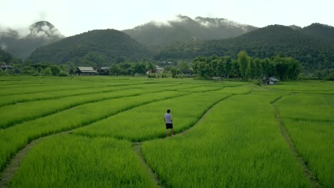 El-hombre-camina-por-los-campos-de-arroz