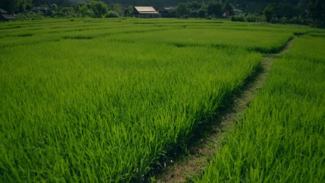 Reisfelder-In-Thailand-02