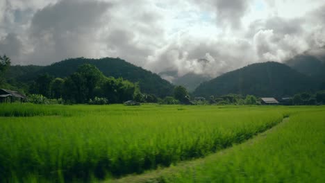 Reisfelder-In-Thailand