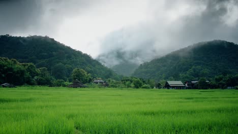Zeitraffer-Für-Reisfelder