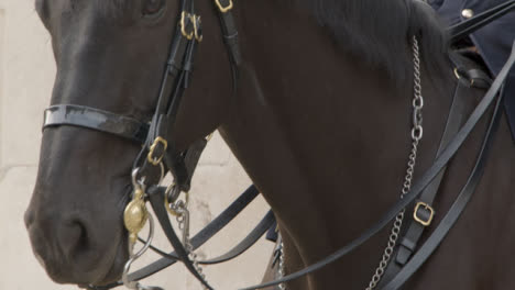 Close-Up-Horse-Guards-Of-The-Household-Cavalry