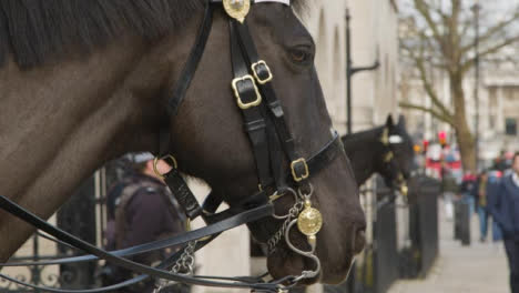 Close-Up-of-Horse-From-The-Household-Cavalry